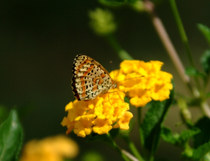 Melitaea didyma